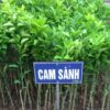 Cay Cam Sanh 1.jpg