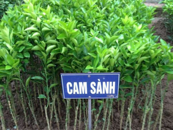 Cay Cam Sanh 1.jpg