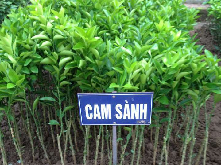 Cay Cam Sanh 1.jpg