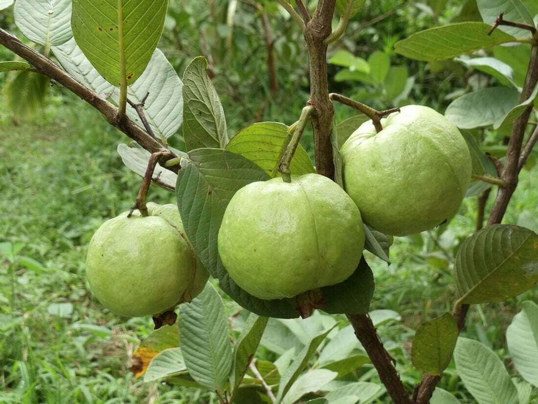 Cay Oi Giong.jpg