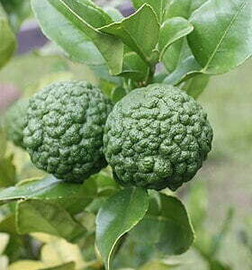 Citrus Hystrix Fruit.jpg