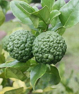 Citrus Hystrix Fruit.jpg
