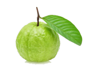Guava Png Image