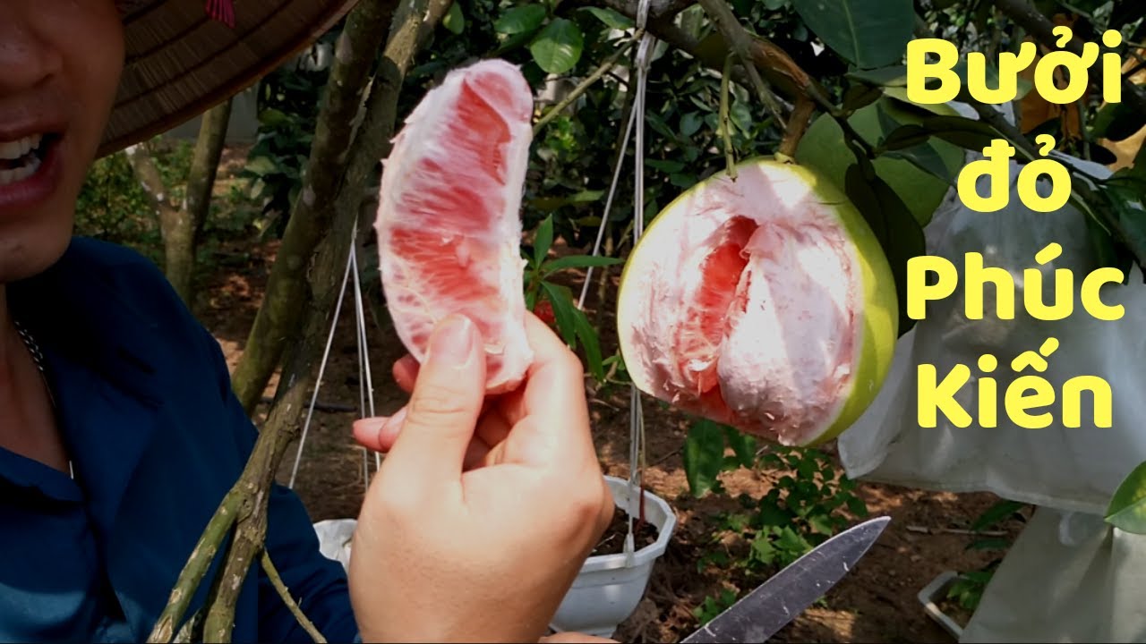 Bưởi đỏ Phúc Kiến ăn và cảm nhận quả đầu tiên trên đất Bắc Giang (mới nhất 2020)_bưởi Rỏn_0989928949
