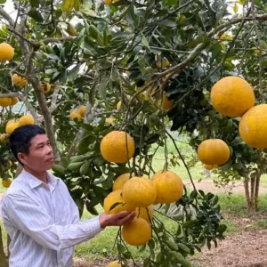 Cay Buoi Dien Hien Nay Da Ben Duyen Tren Dat Nghia Dan 1579130428775.webp