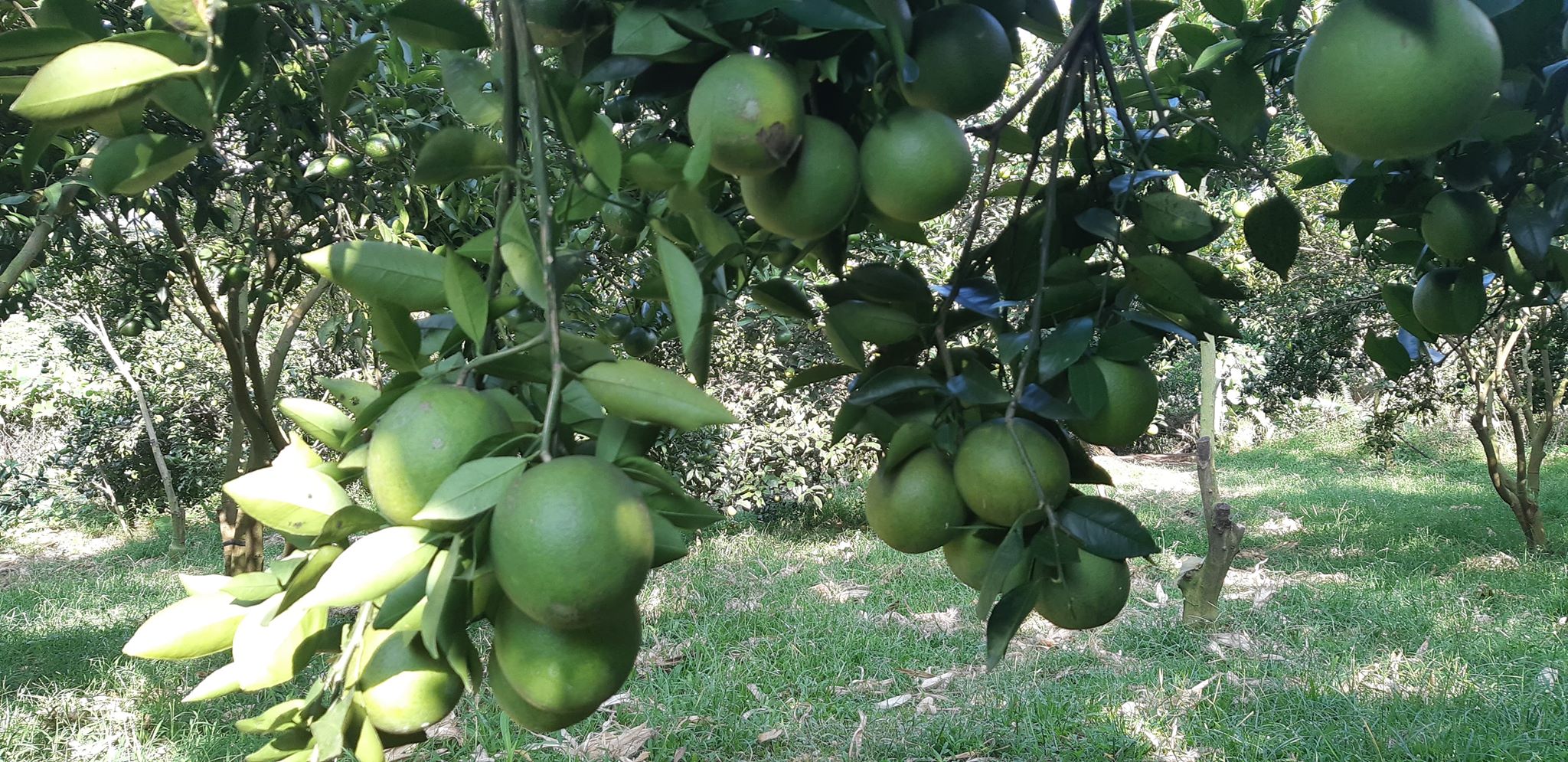 Hòa Bình: Đầu vụ cam Cao Phong 30.000 đồng/kg, được giá, dễ bán