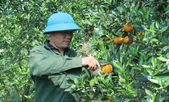 Loại cam có tên nữ hoàng ở Hòa Bình, bên trong nhiều nước, ăn vào ngọt lịm, có bao nhiêu thương lái cũng mua hết