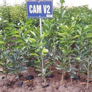 Cay Cam V2 3.jpg