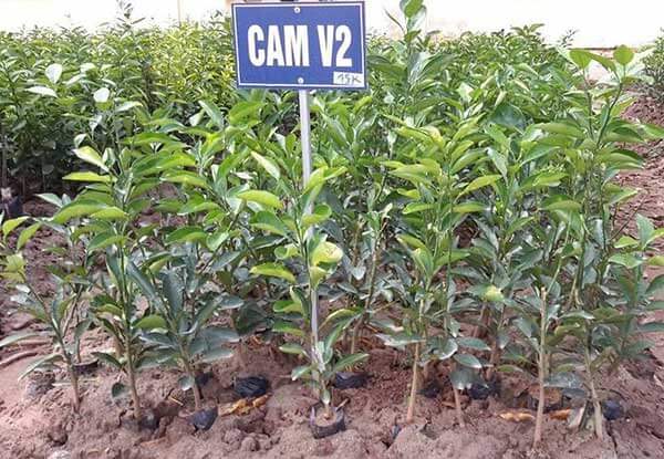 Cay Cam V2 3.jpg