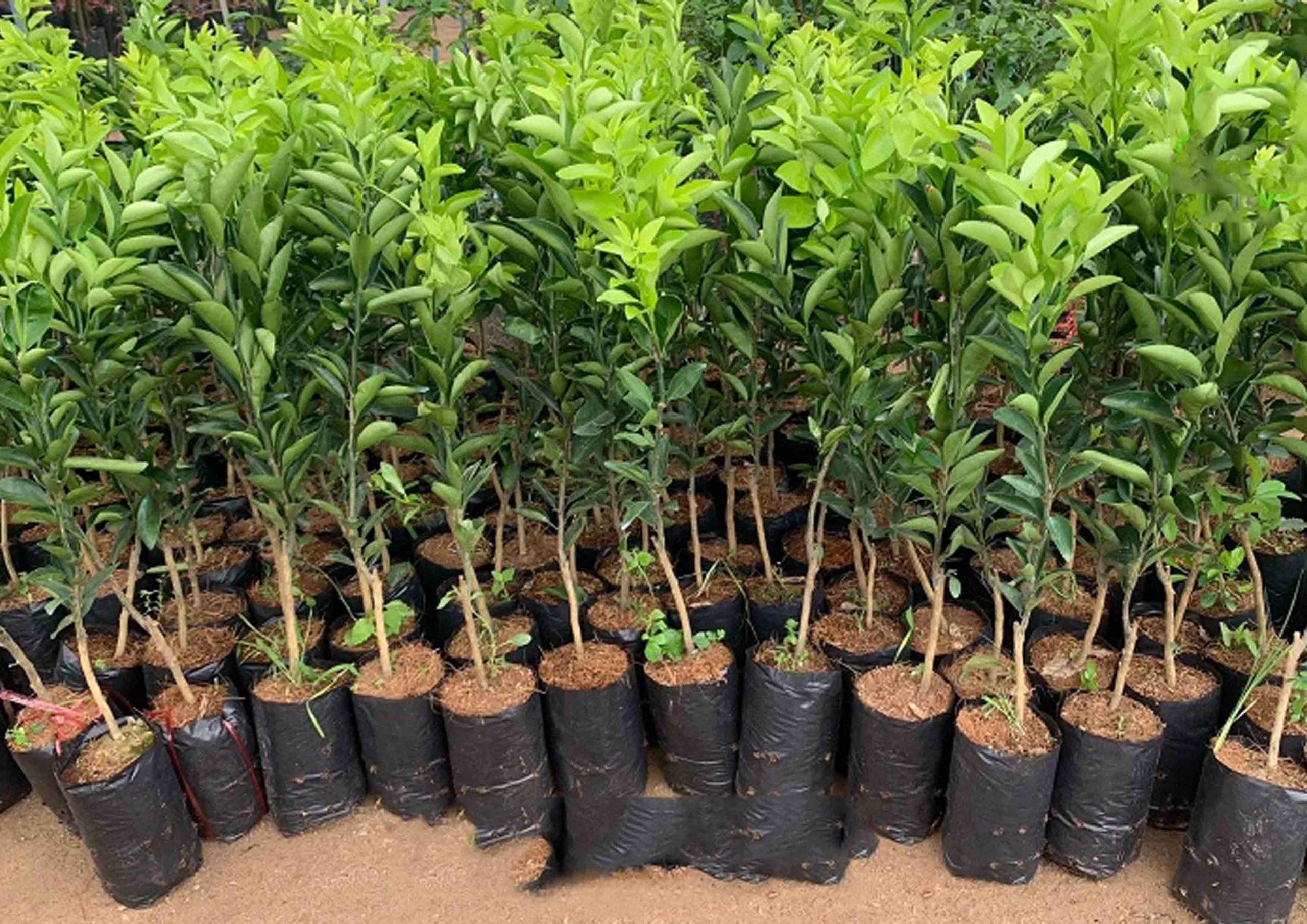 Bán cây giống cam xoàn tại Phan Thiết