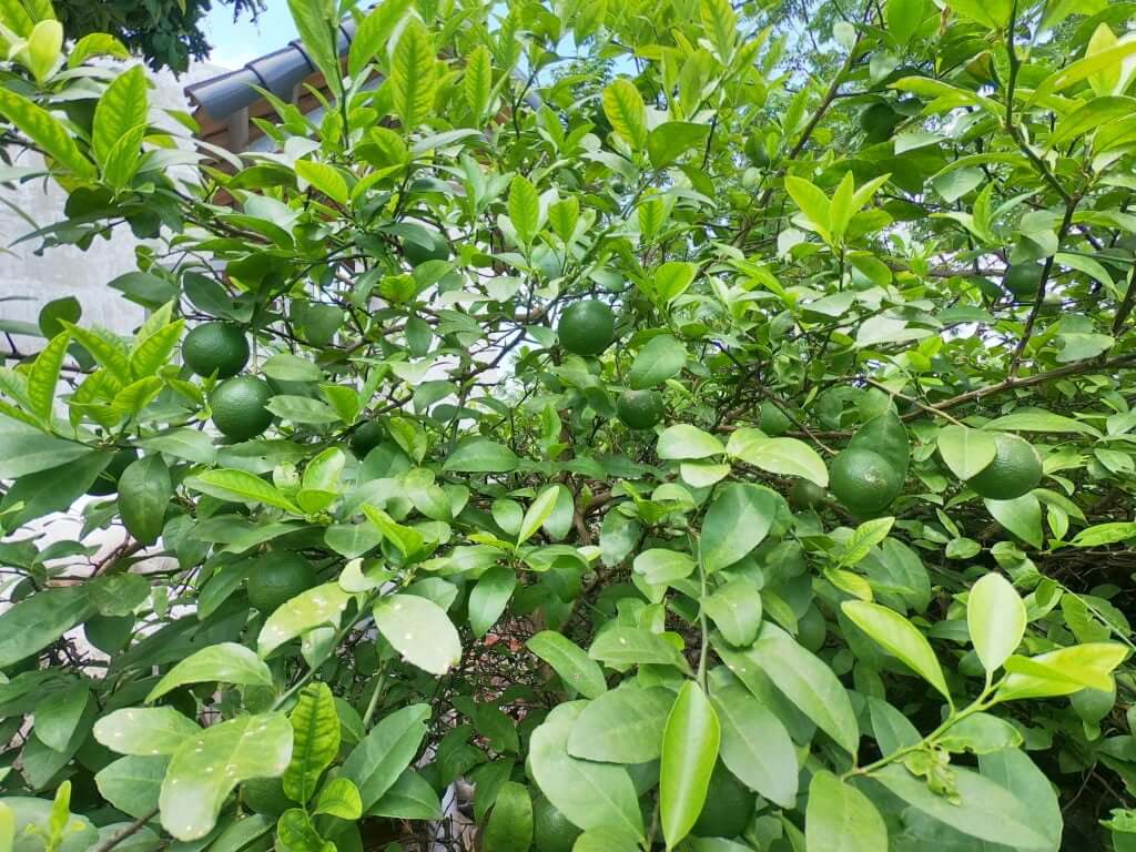 Cay Chanh 1.jpg