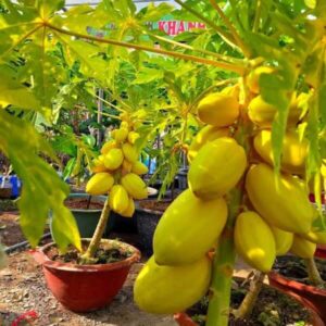 Cay Du Du Da Vang Thai Lan Choi Tet Don Thinh Vuong 1576232275.jpg