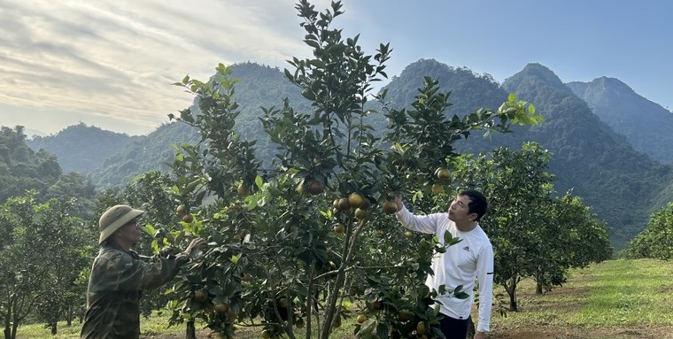 Cam Xã Đoài – Từ đặc sản "tiến vua" đến món tráng miệng trên không