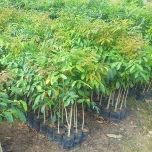 Cay Giong Xa Cu 600x467 1.jpg