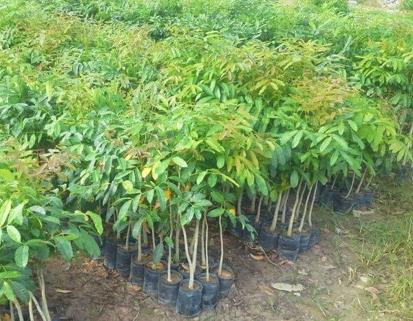Cay Giong Xa Cu 600x467 1.jpg