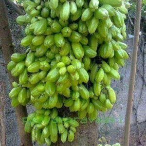Cay Khe Dai Loan.jpg