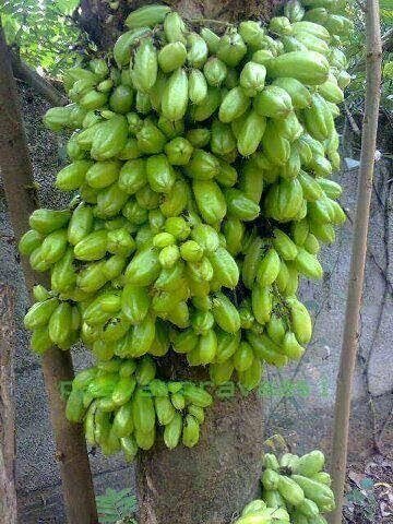 Cay Khe Dai Loan.jpg