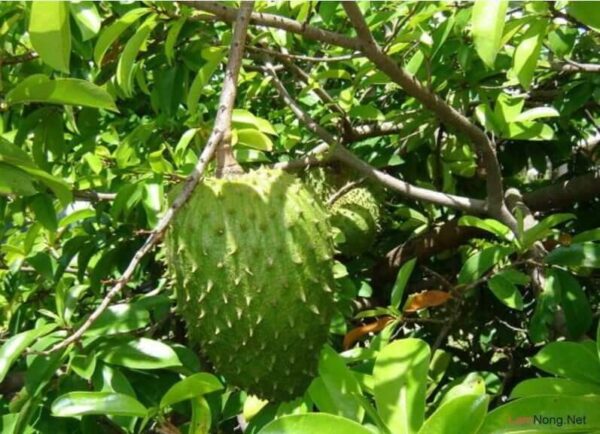 Cay Mang Cau Xiem .jpg