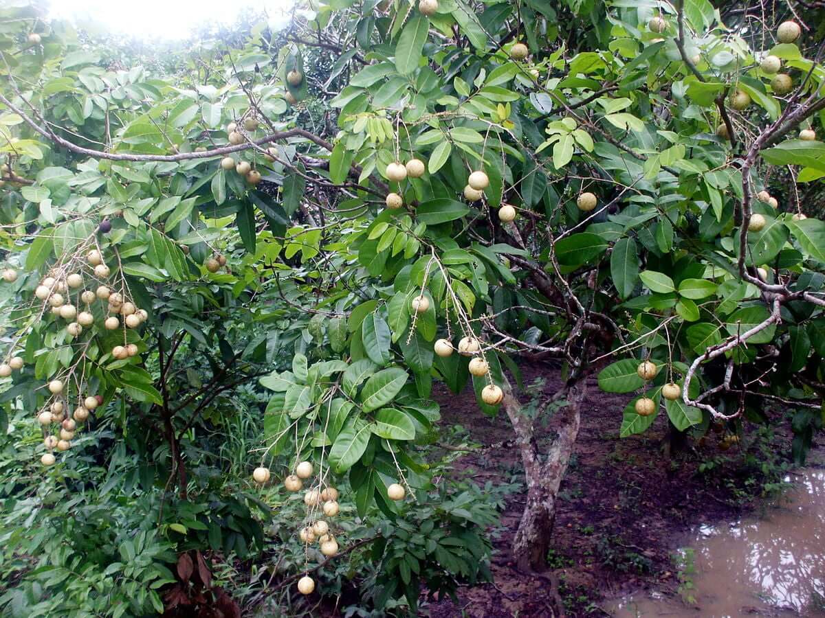 Cay Nhan Muon 1.jpg