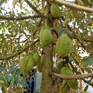 Cay Sau Rieng.jpg