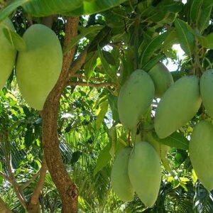 Cay Xoai Tuong.jpg
