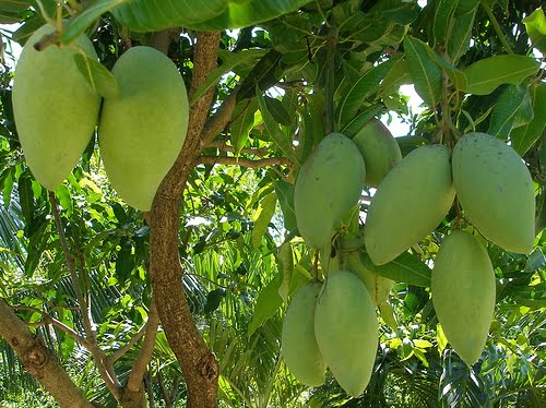 Cay Xoai Tuong.jpg