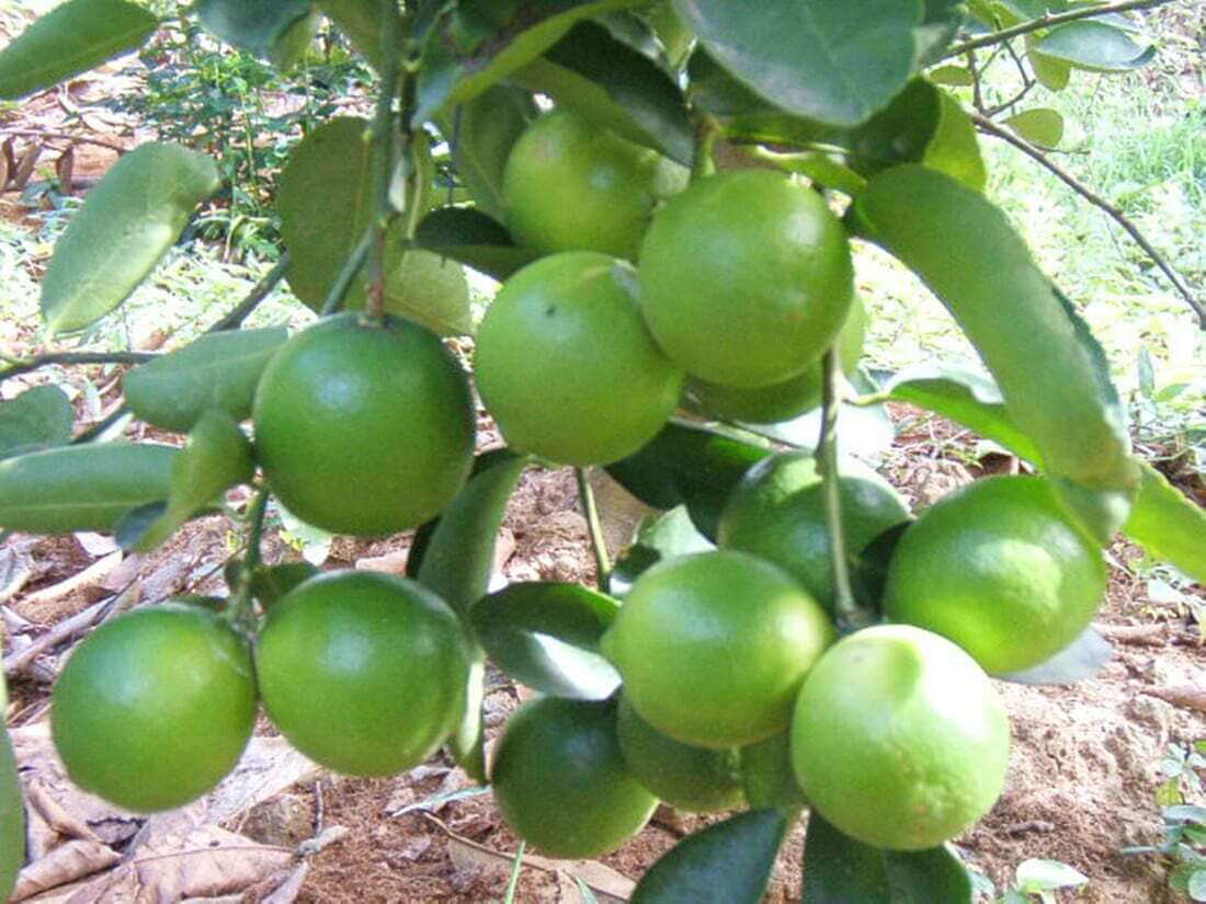 Chanh Copy.jpg