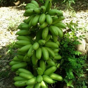 Chuoi Cau.jpg