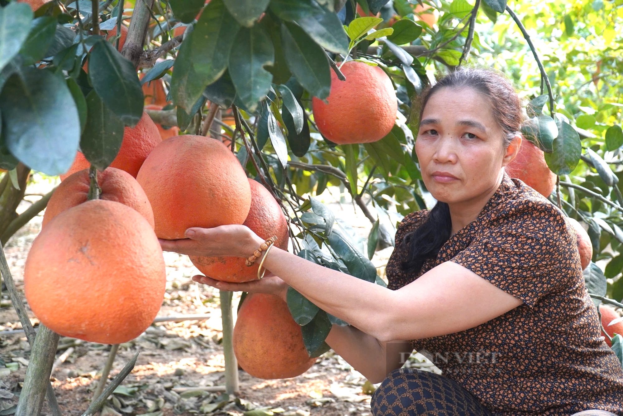 Bưởi tiến vua ở Thanh Hóa dân trồng kiểu gì mà bán 500.000 đồng/cặp, người ta vẫn hỏi có còn không?