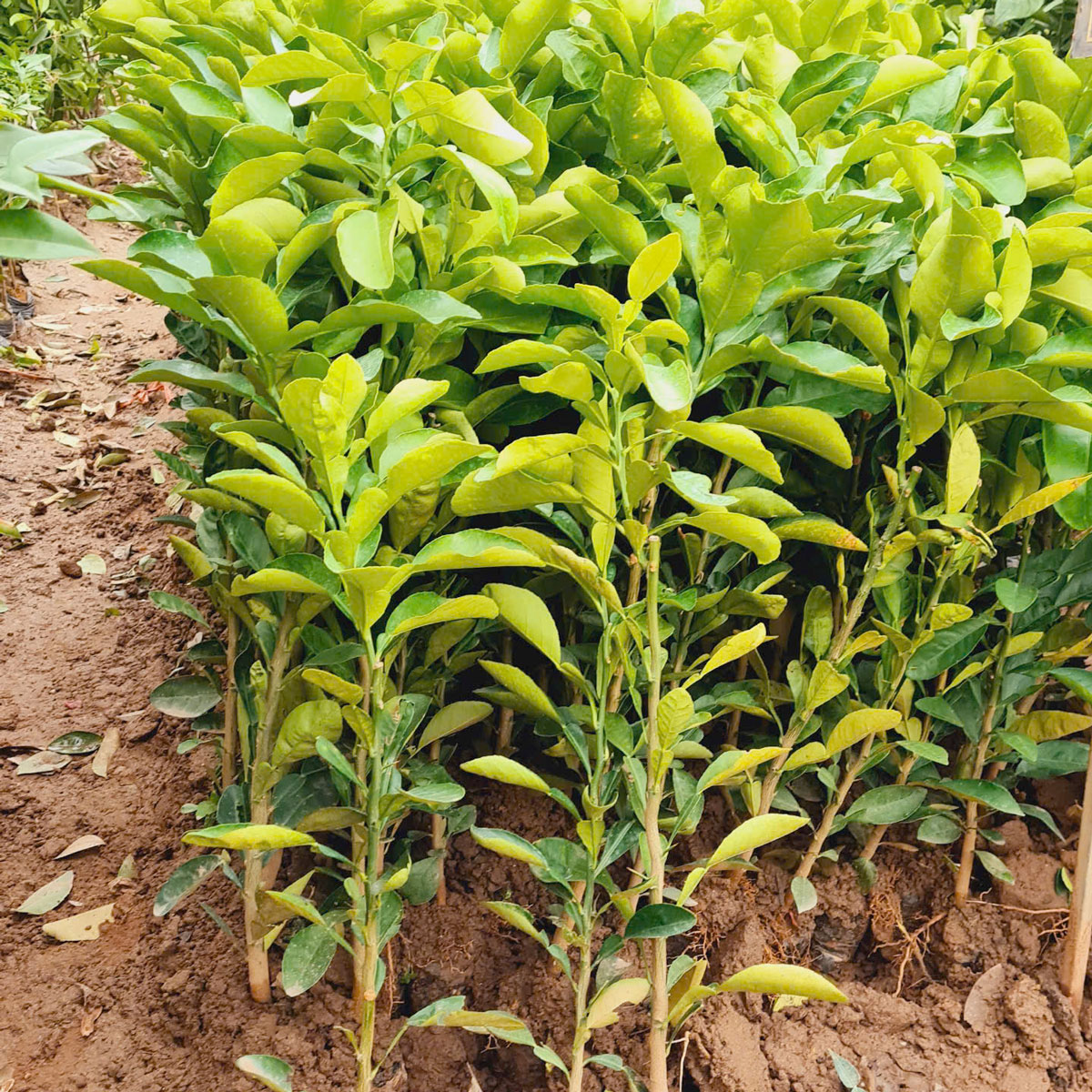 Cây giống bưởi đỏ Luận văn - Công Ty TNHH Trúc Vũ Farm