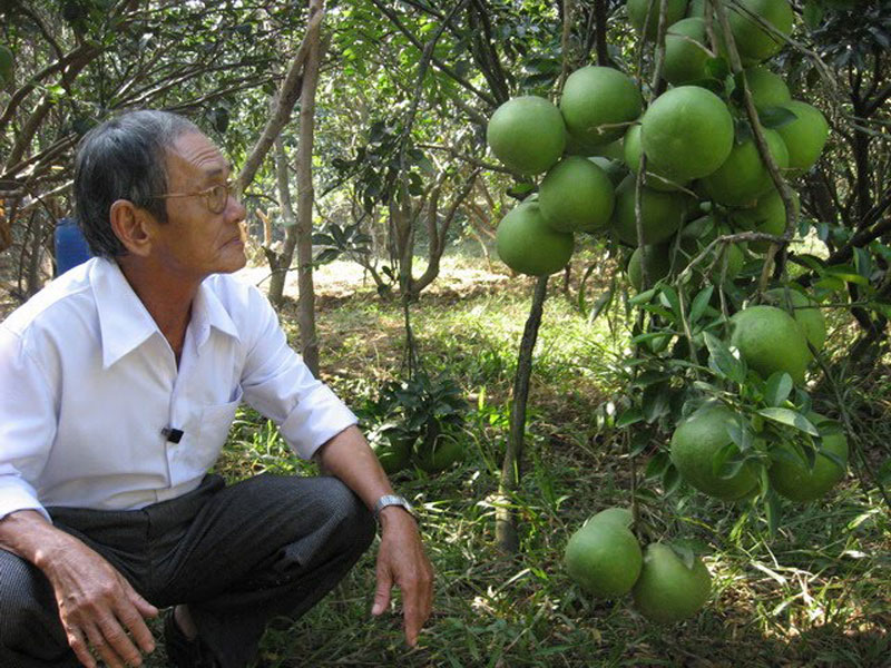 Để có được năng suất cao thì khâu chọn giống bưởi là rất quan trọng.