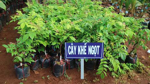 CÂY GIỐNG KHẾ NGỌT
