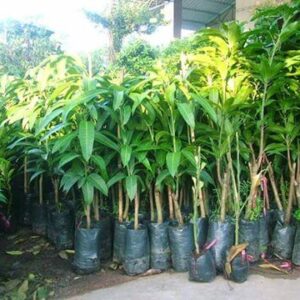 Giong Cay Xoai Cat Hoa Loc 2.jpg