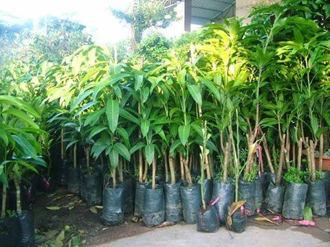 Giong Cay Xoai Cat Hoa Loc 2.jpg