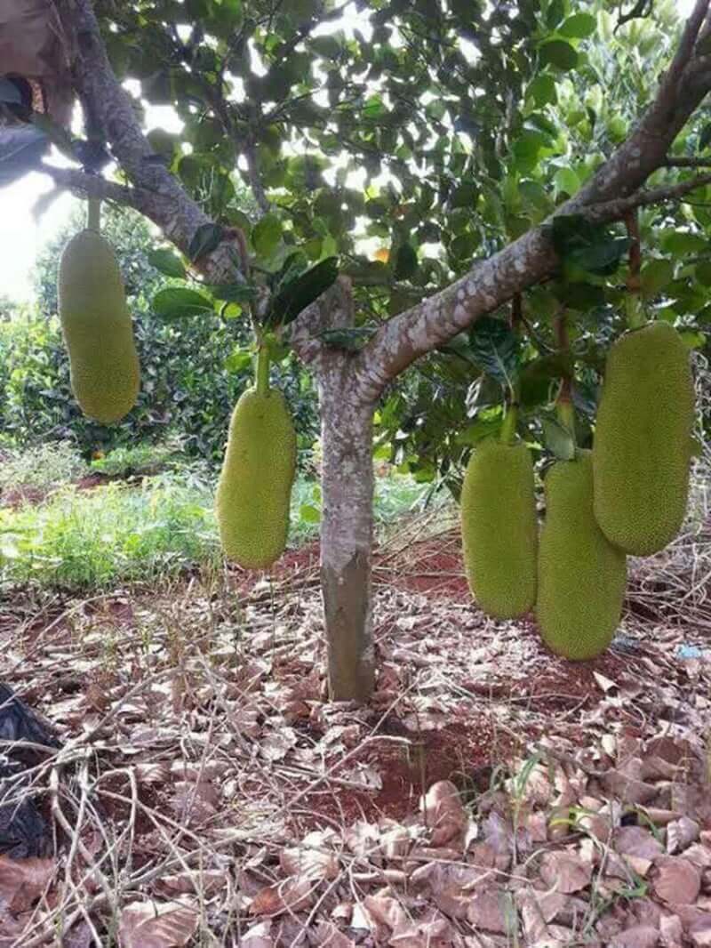 Mit Malaysia 2.jpg