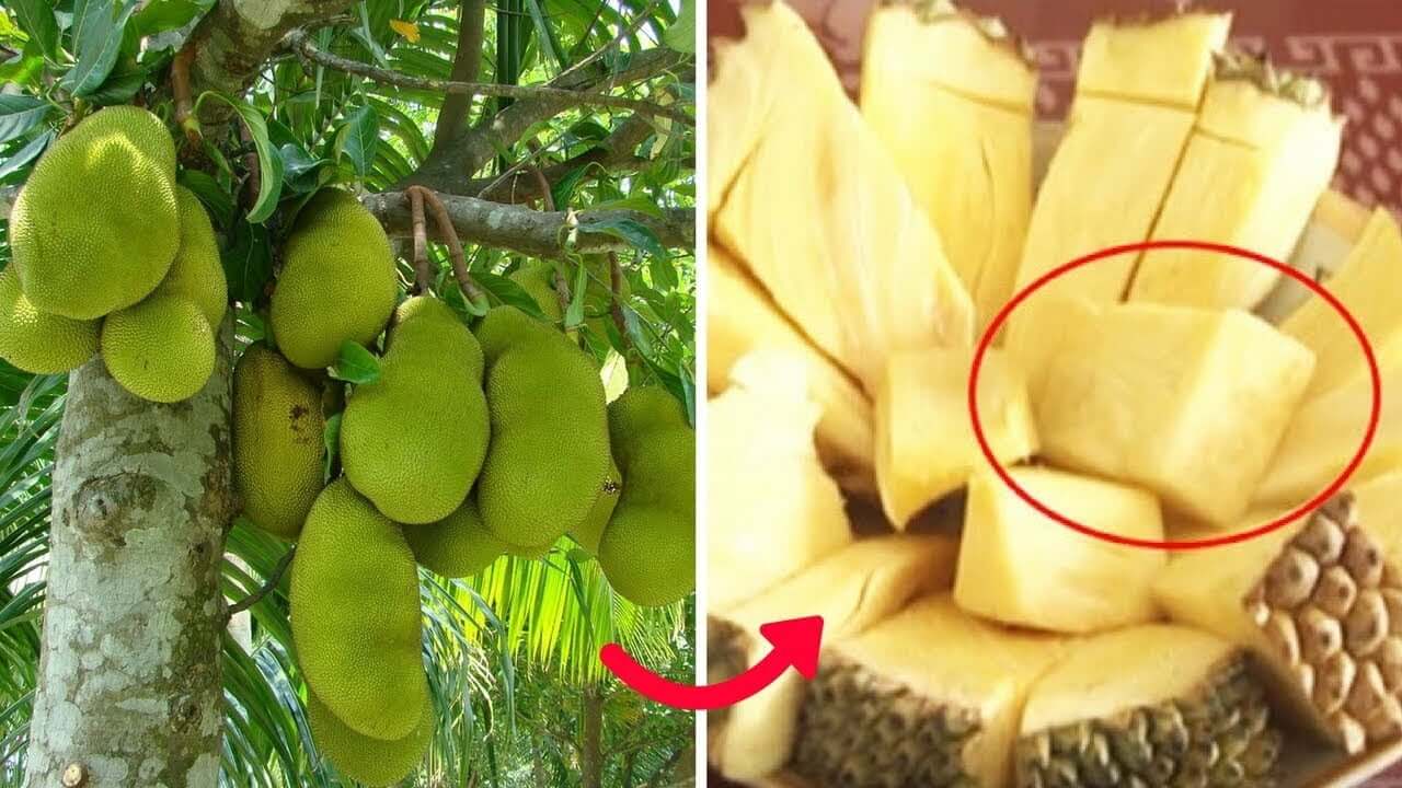 Mit Thai K Hat.jpg
