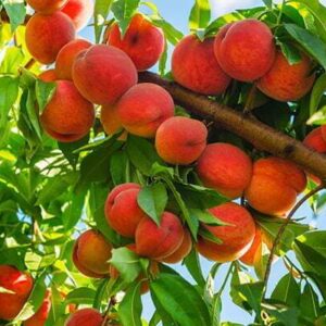 Peach 718px.jpg