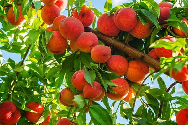 Peach 718px.jpg