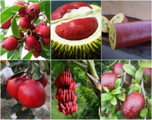 10 Giong Cay An Qua De Trong Nhat Cho Nguoi Moi Bat Dau O Viet Nam Huong Dan Chi Tiet 3887