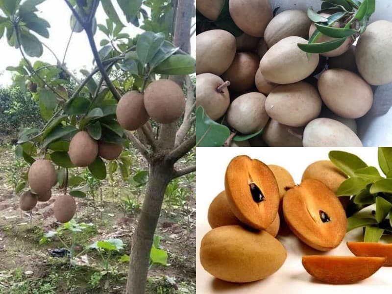 Cây Giống Hồng Xiêm Xoài Thái Lan - Nông Nghiệp Việt-0979589557