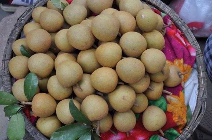 Cây Giống Hồng Xiêm Xuân Đỉnh | Cây giống Đại học Nông Nghiệp