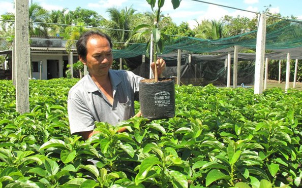CÂY GIỐNG | Tin tuc CẬP NHẬT , cay giong | Báo Người lao động