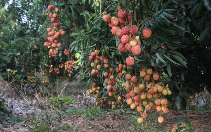 Giống cây Vải U Hồng | Cây giống Đại học Nông Nghiệp 1