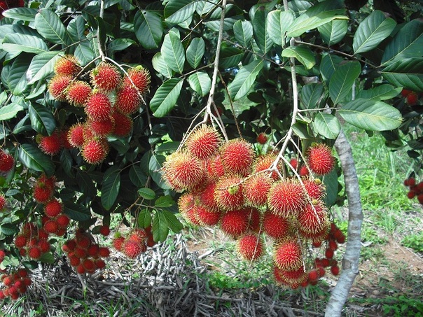CÂY GIỐNG CHÔM CHÔM NHÃN - Lazada | Lazada.vn