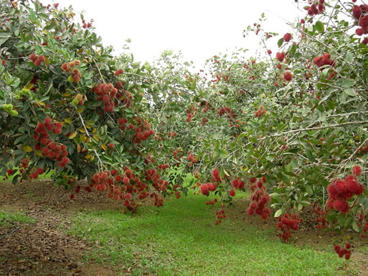 Cây Giống Chôm chôm nhãn
