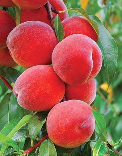 cây đào tiên nhật bản