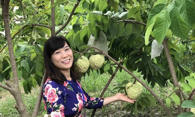 Bắc Giang triển khai mô hình trồng cây na Thái trái cây Bắc Giang, đặc sản Bắc Giang, trái cây núi rừng, na hoàng hậu, mãng cầu hoàng hậu, na Thái Nghĩa Phương, na Thái Huyền Sơn, na Thái Cương Sơn, na Thái Đông Phú, na Thái Lục Nam, na Thái Bắc Giang, mãng cầu Lục Nam, mãng cầu Bắc Giang, trồng na