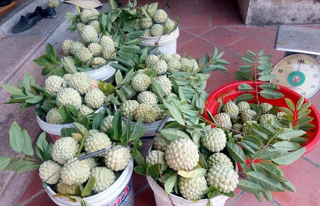 Na bở Liên Khê được nhiều người “săn lùng” Trái cây Hải Phòng, đặc sản Hải Phòng, Trái cây đất cảng, na dai, na bở Liên Khê, na bở Thủy Nguyên, na bở Hải Phòng, na bở VietGAP, mãng cầu Hải Phòng, mãng cầu VietGAP, trồng na, trồng mãng cầu