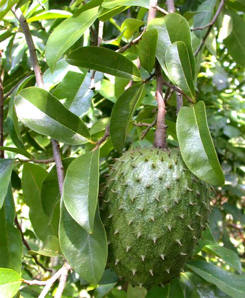 Mãng cầu thái giống