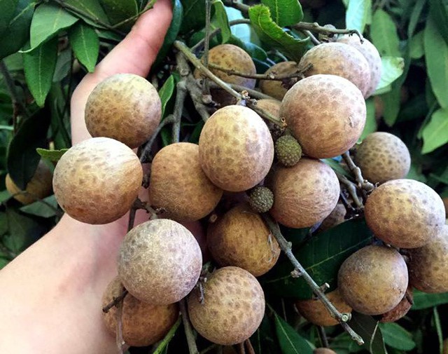 Có đến 9 loại nhãn hiện nay đang bán trên thị trường, giá loại đắt nhất lên tới 200 nghìn/kg - Ảnh 2. Có đến 9 loại nhãn hiện nay đang bán trên thị trường, giá loại đắt nhất lên tới 200 nghìn/kg - Ảnh 2.